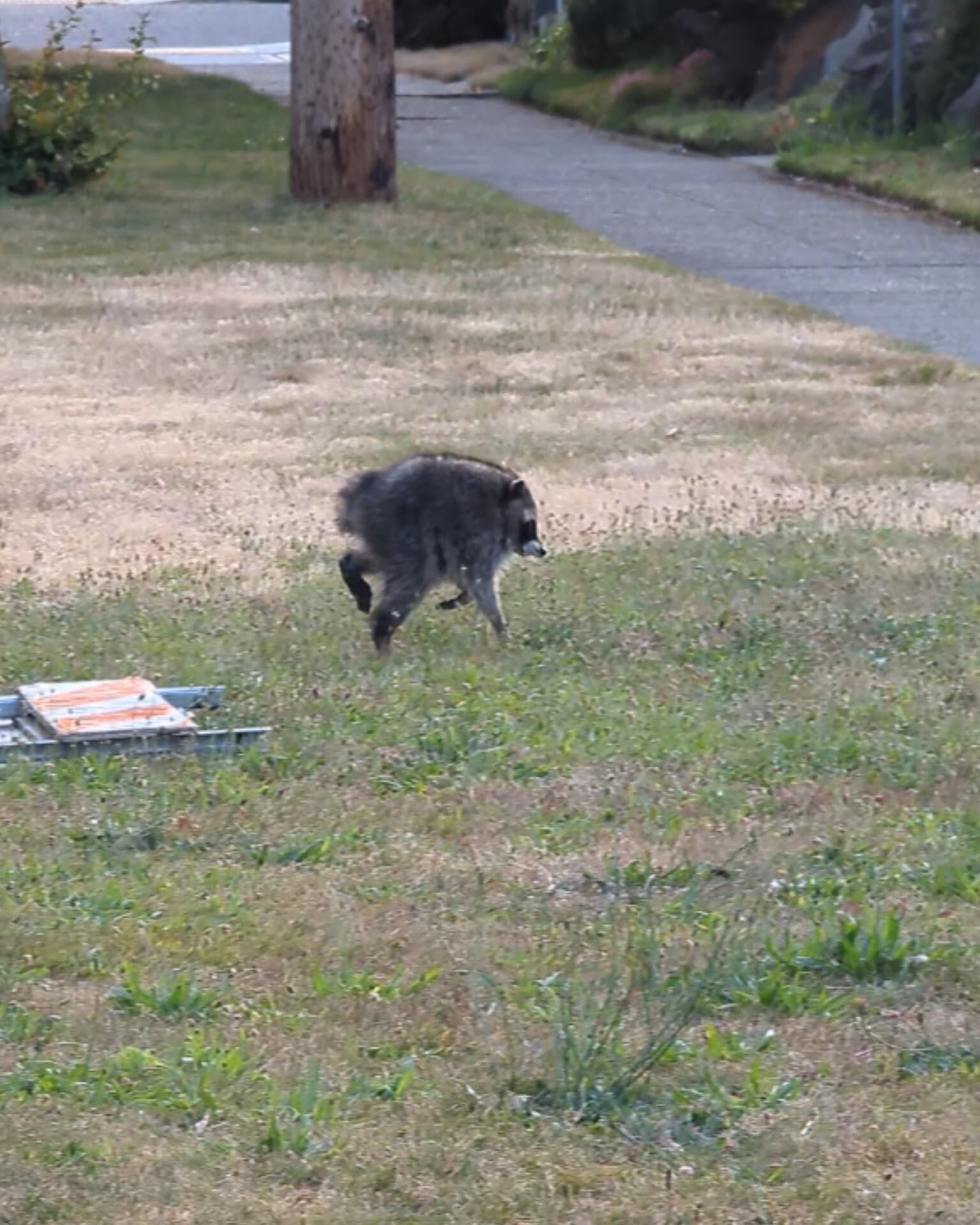 Raccoon photo
