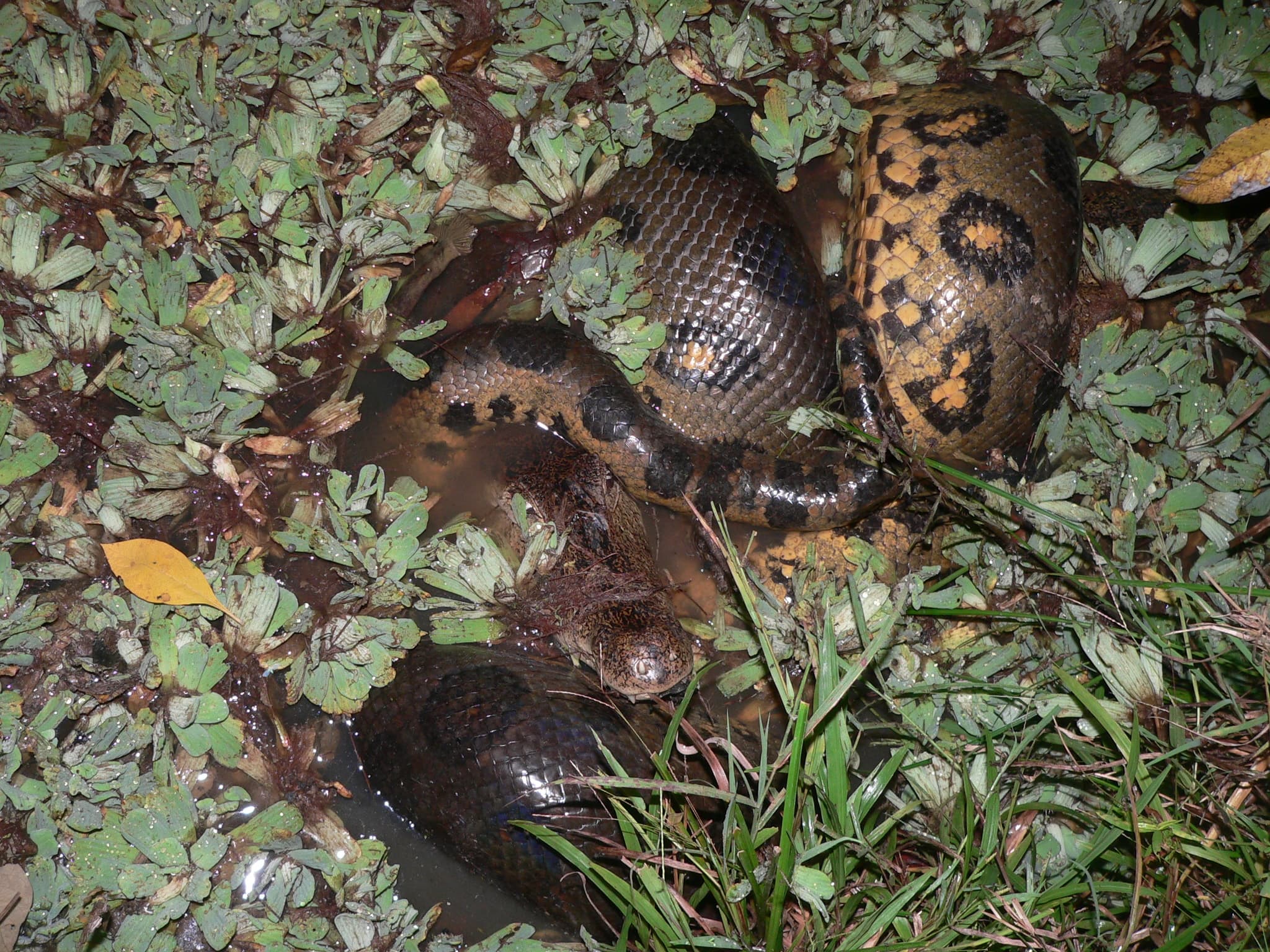 Green Anaconda — photograph 3
