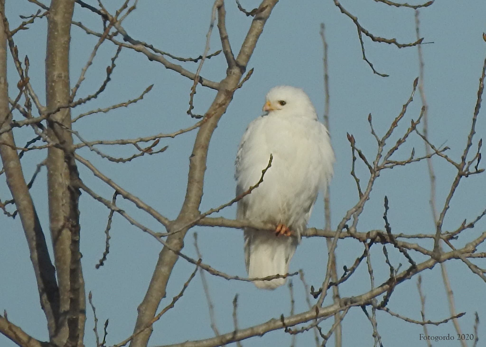 Red-Tailed Hawk — photograph 3