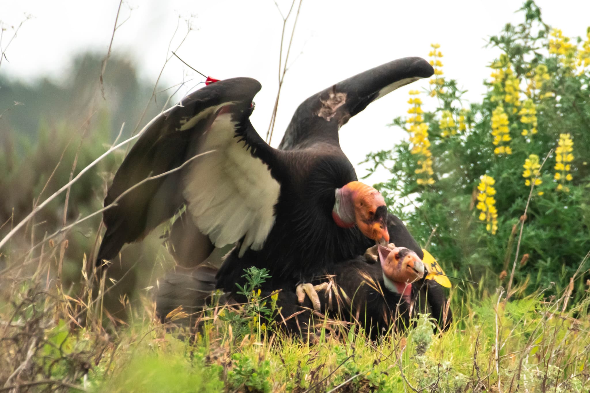 California Condor photo