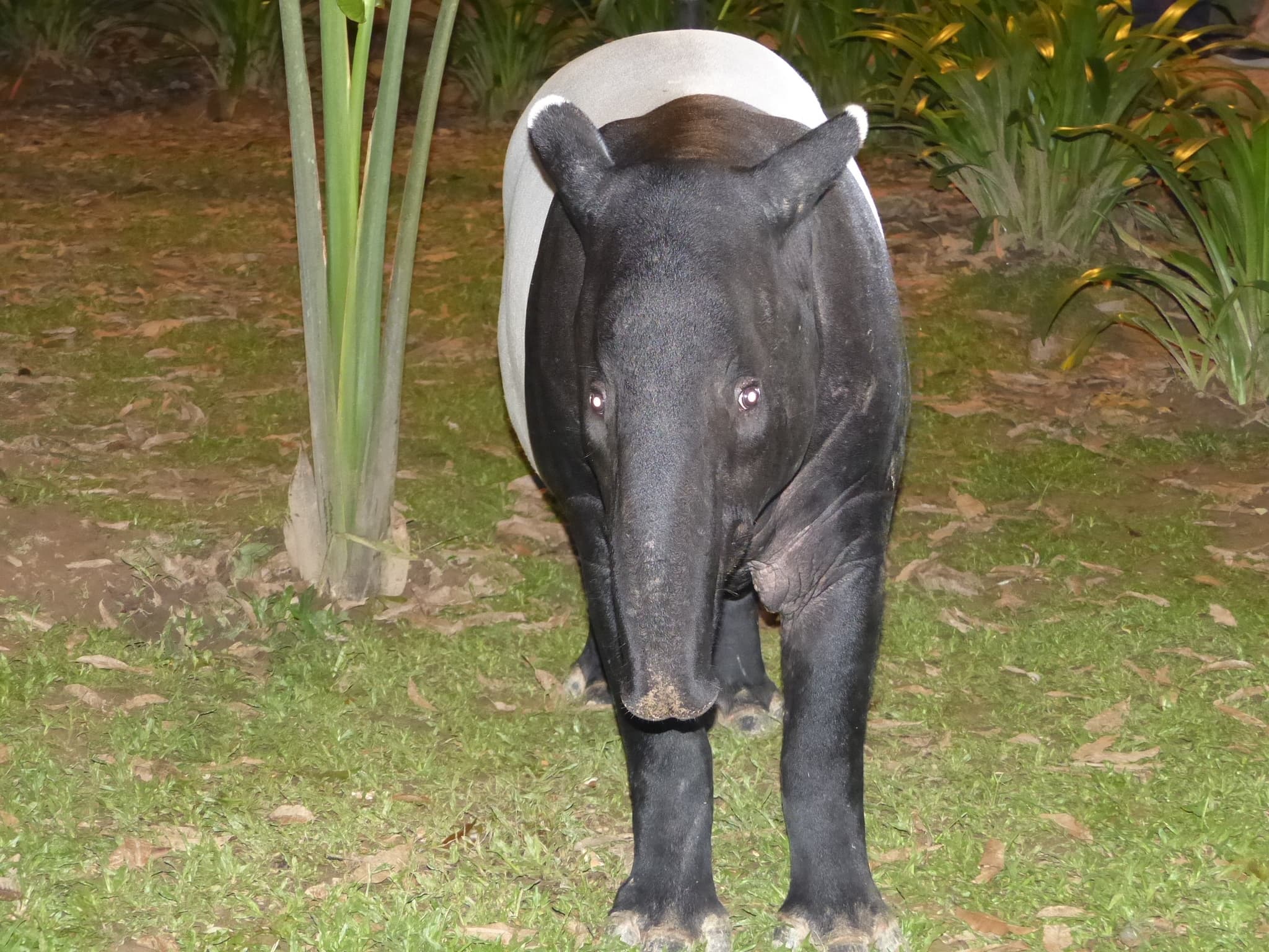 Malayan Tapir — photograph 2