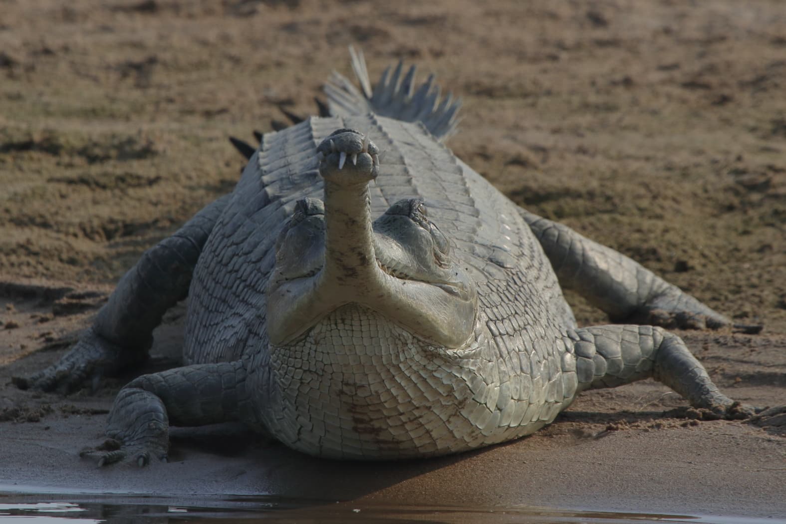 Gharial photo