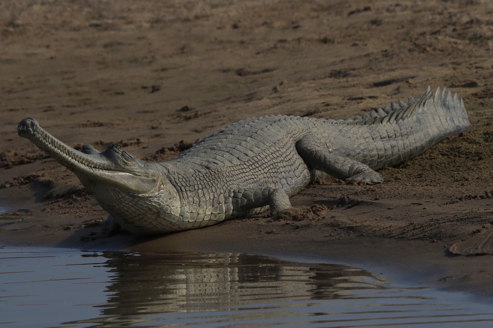 Gharial — photograph 2