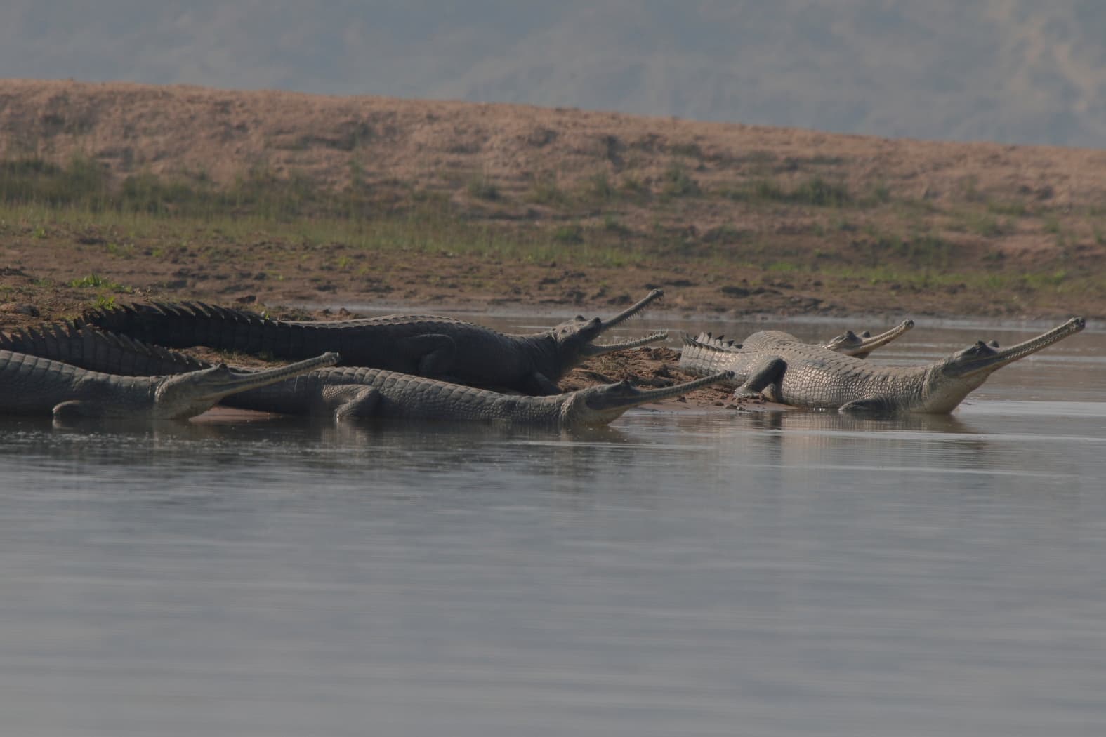 Gharial — photograph 3