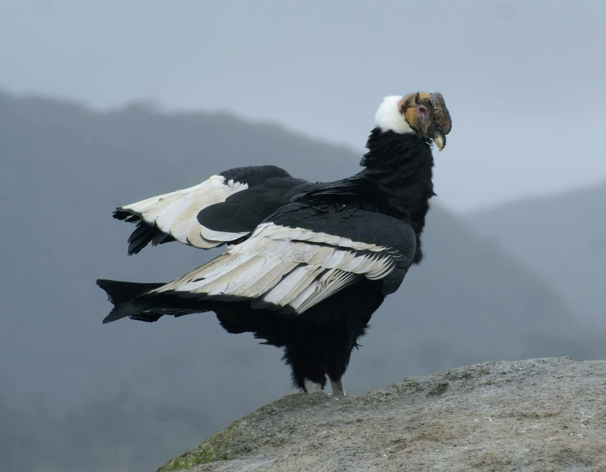 Andean Condor — photograph 2