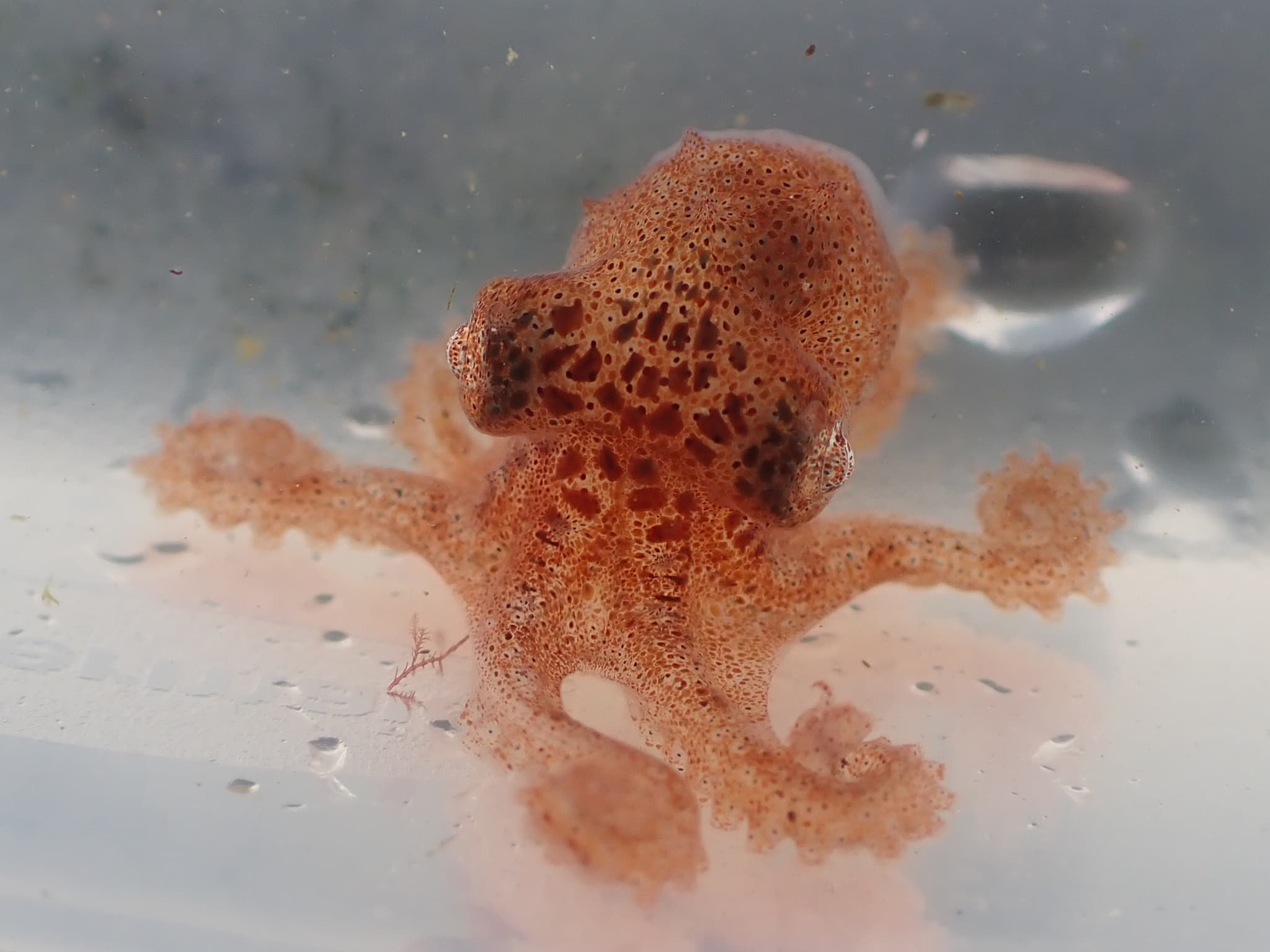 Giant Pacific Octopus — photograph 2