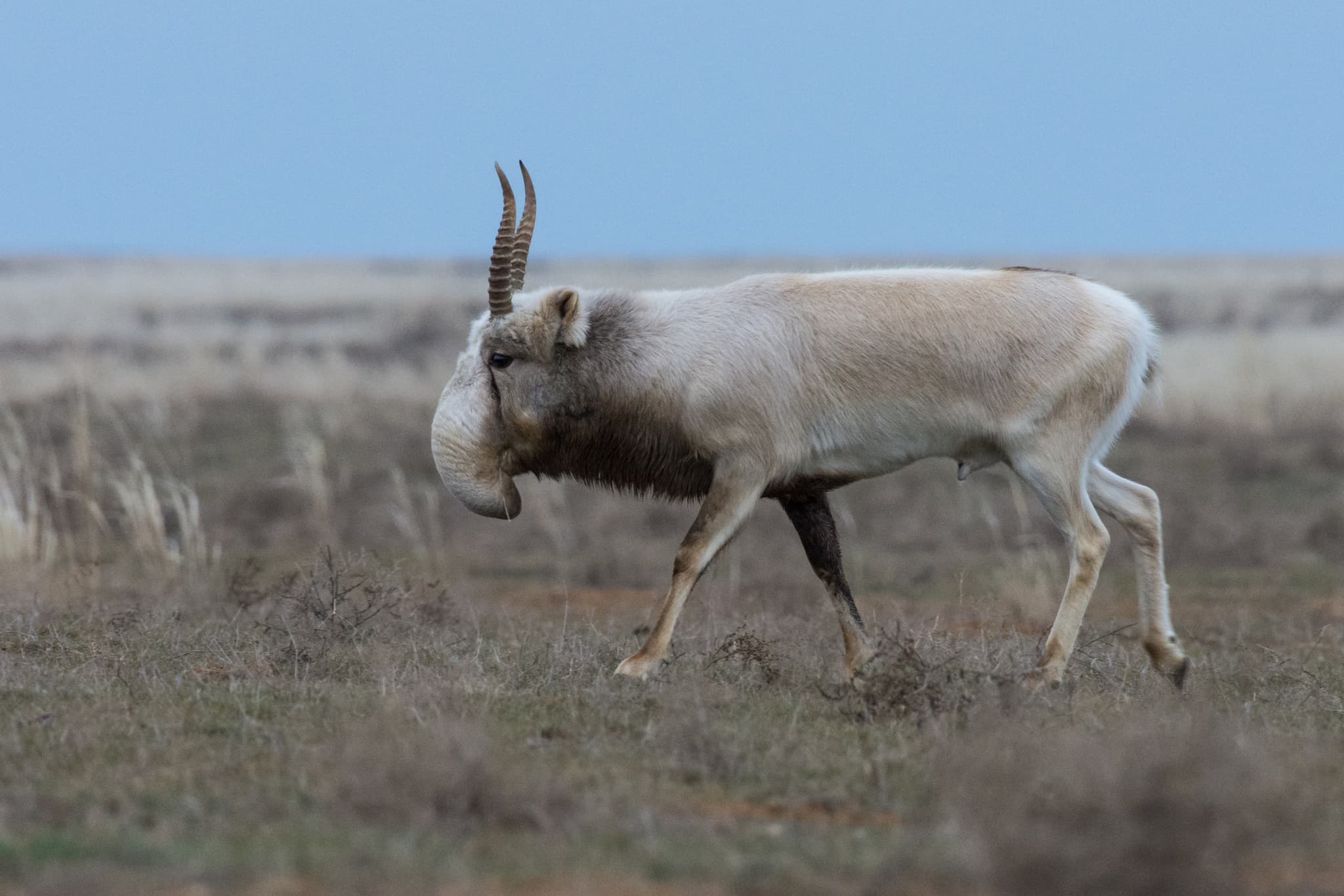 Saiga Antelope photo