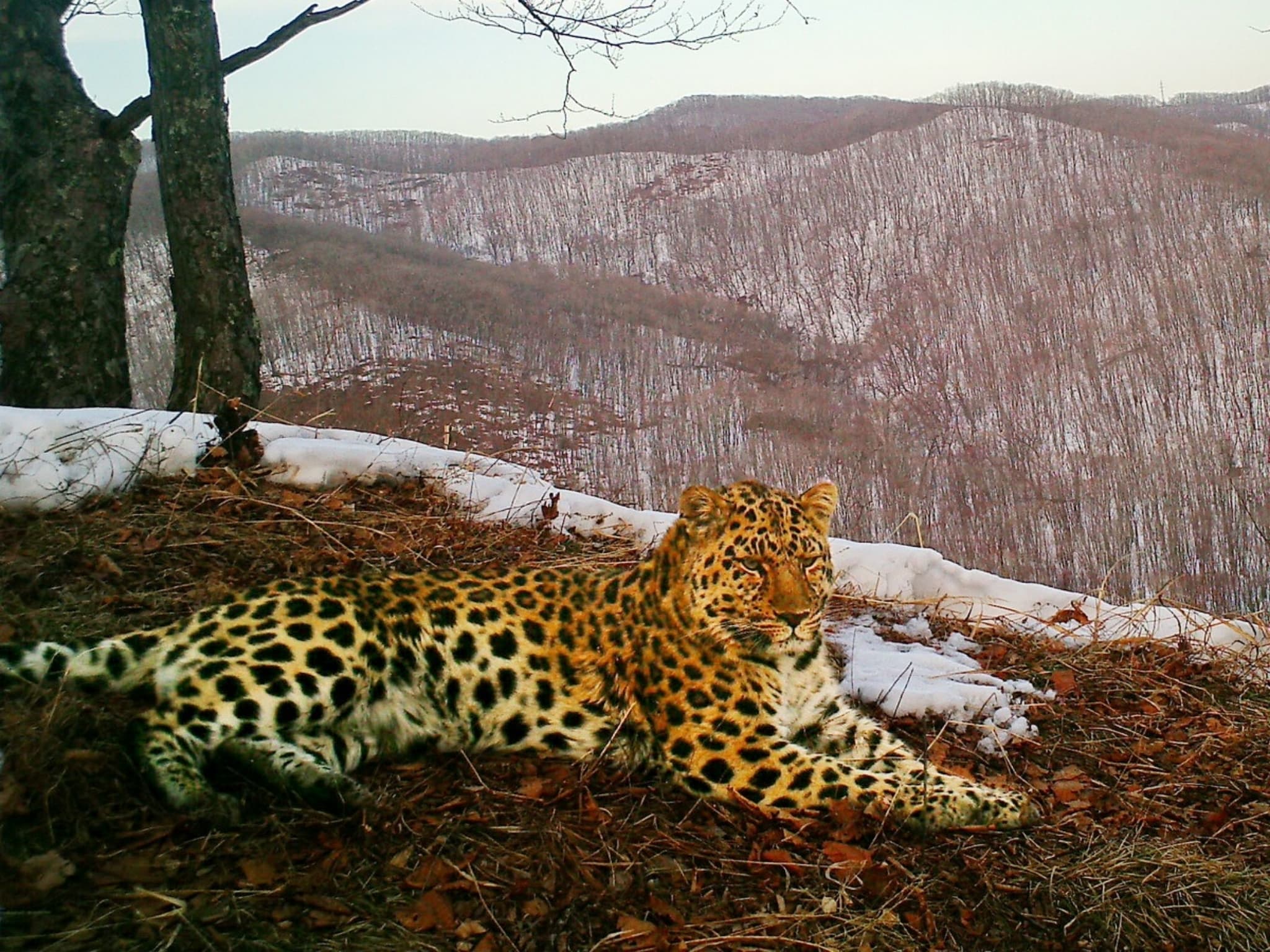 Leopard photo