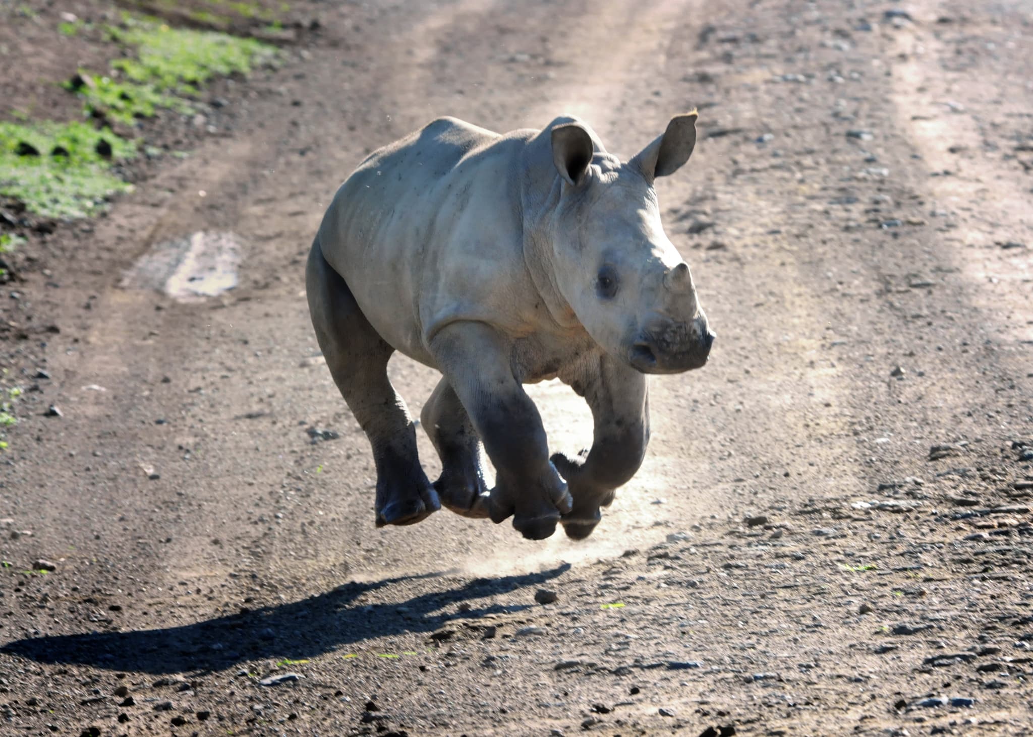White Rhinoceros — photograph 2