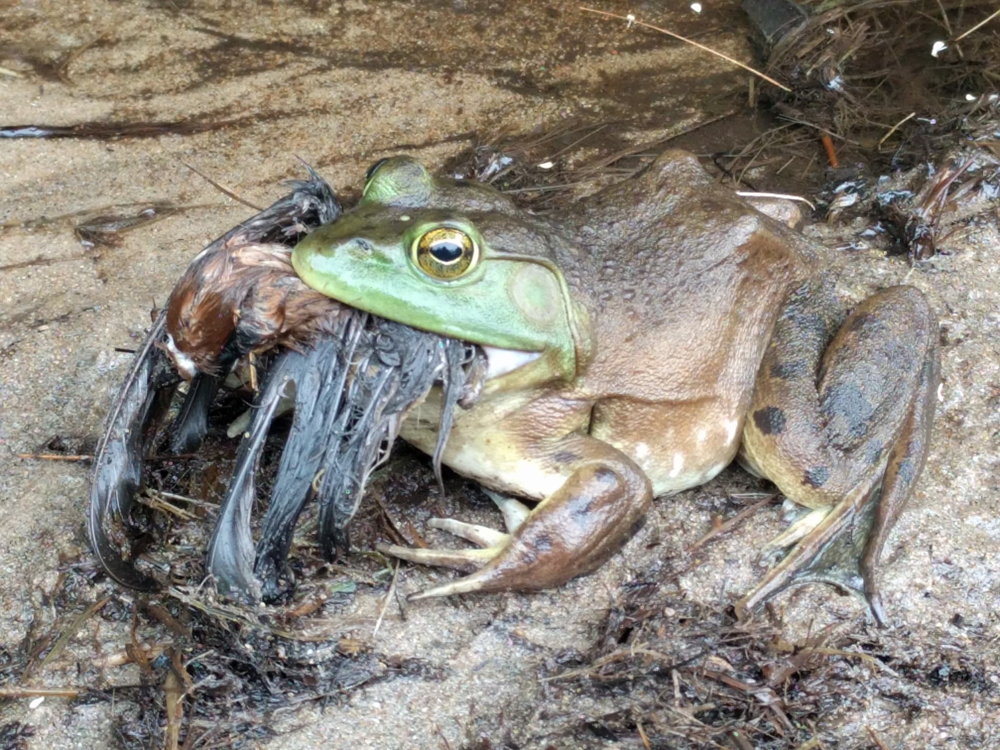 American Bullfrog — photograph 3