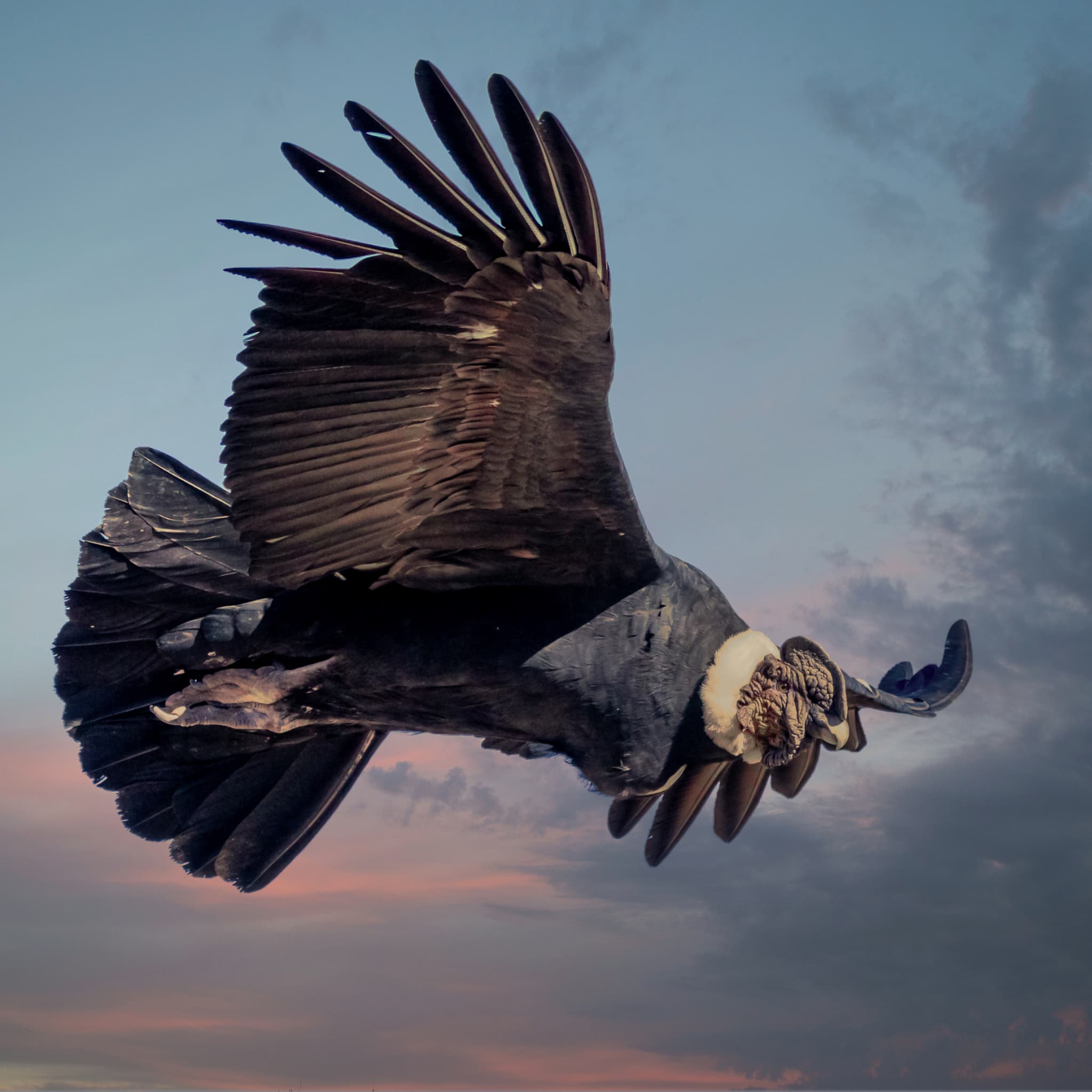 Andean Condor — photograph 3