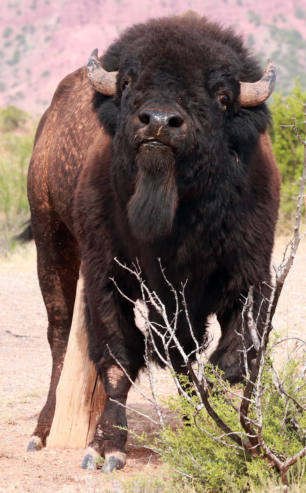 American Bison photo