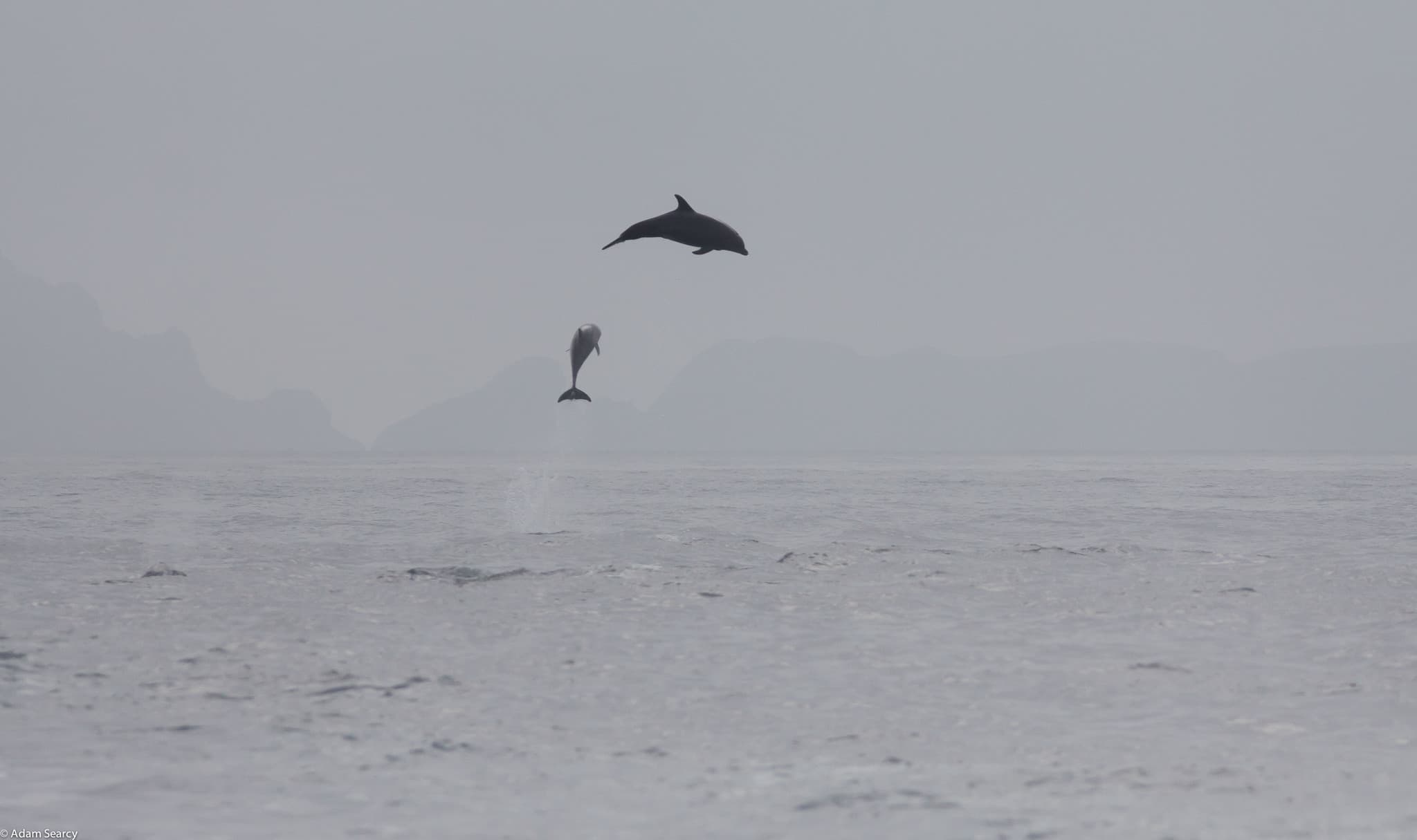 Common Bottlenose Dolphin