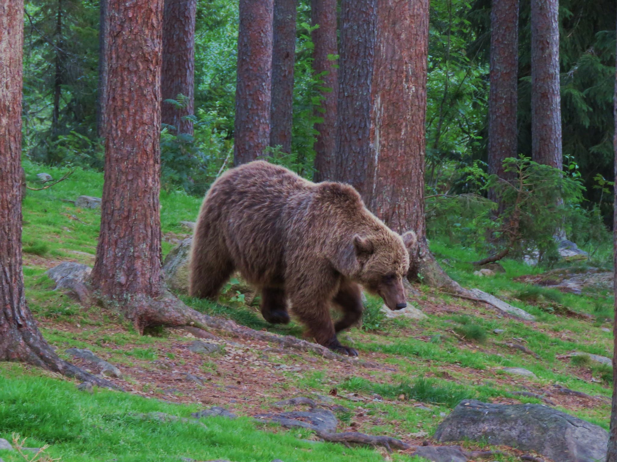 Brown Bear photo