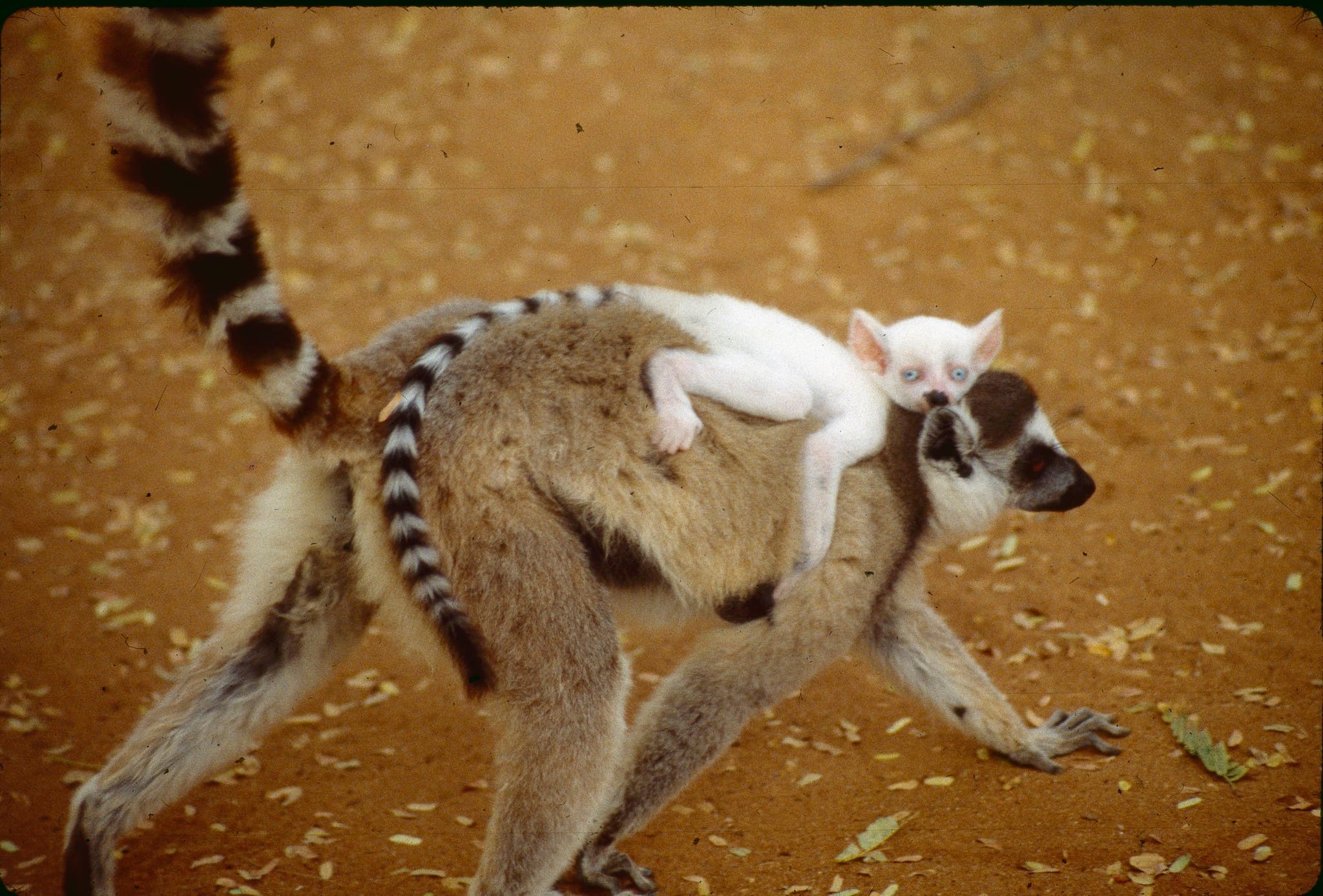 Ring-tailed Lemur photo
