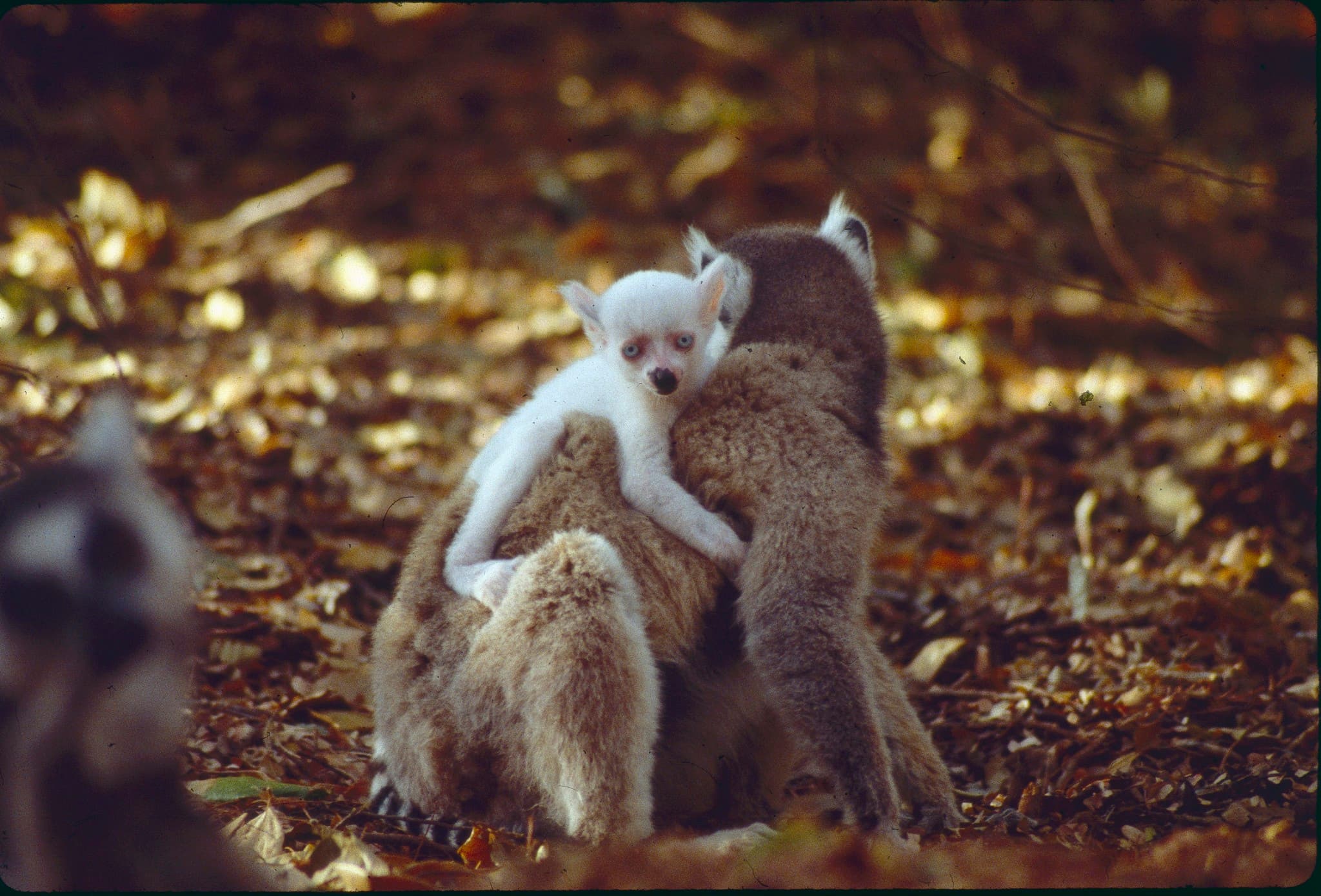 Ring-tailed Lemur — photograph 2