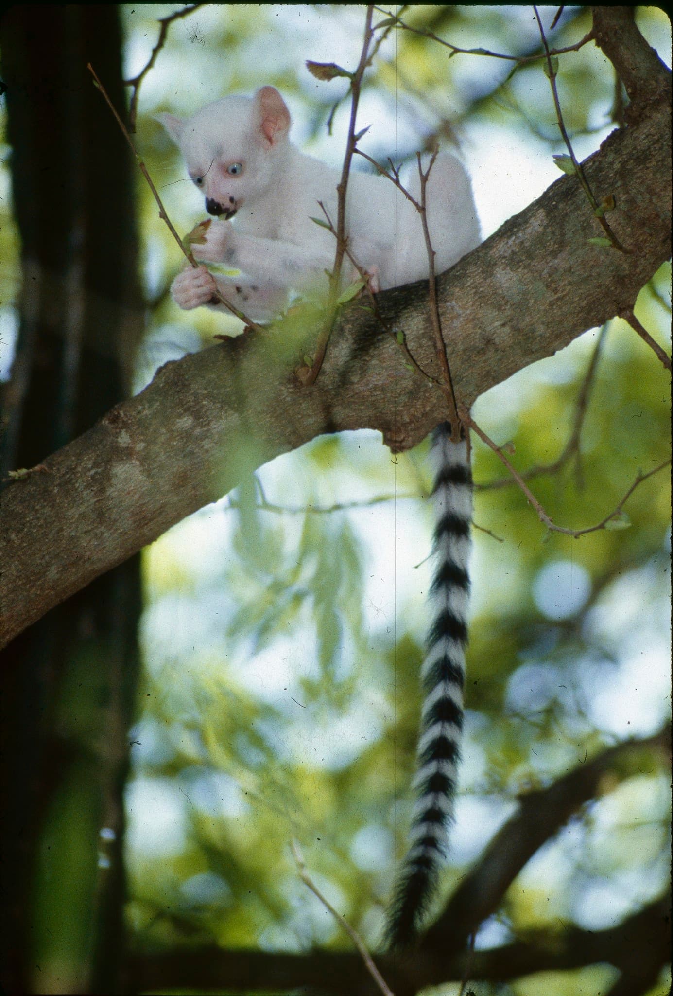 Ring-tailed Lemur — photograph 3