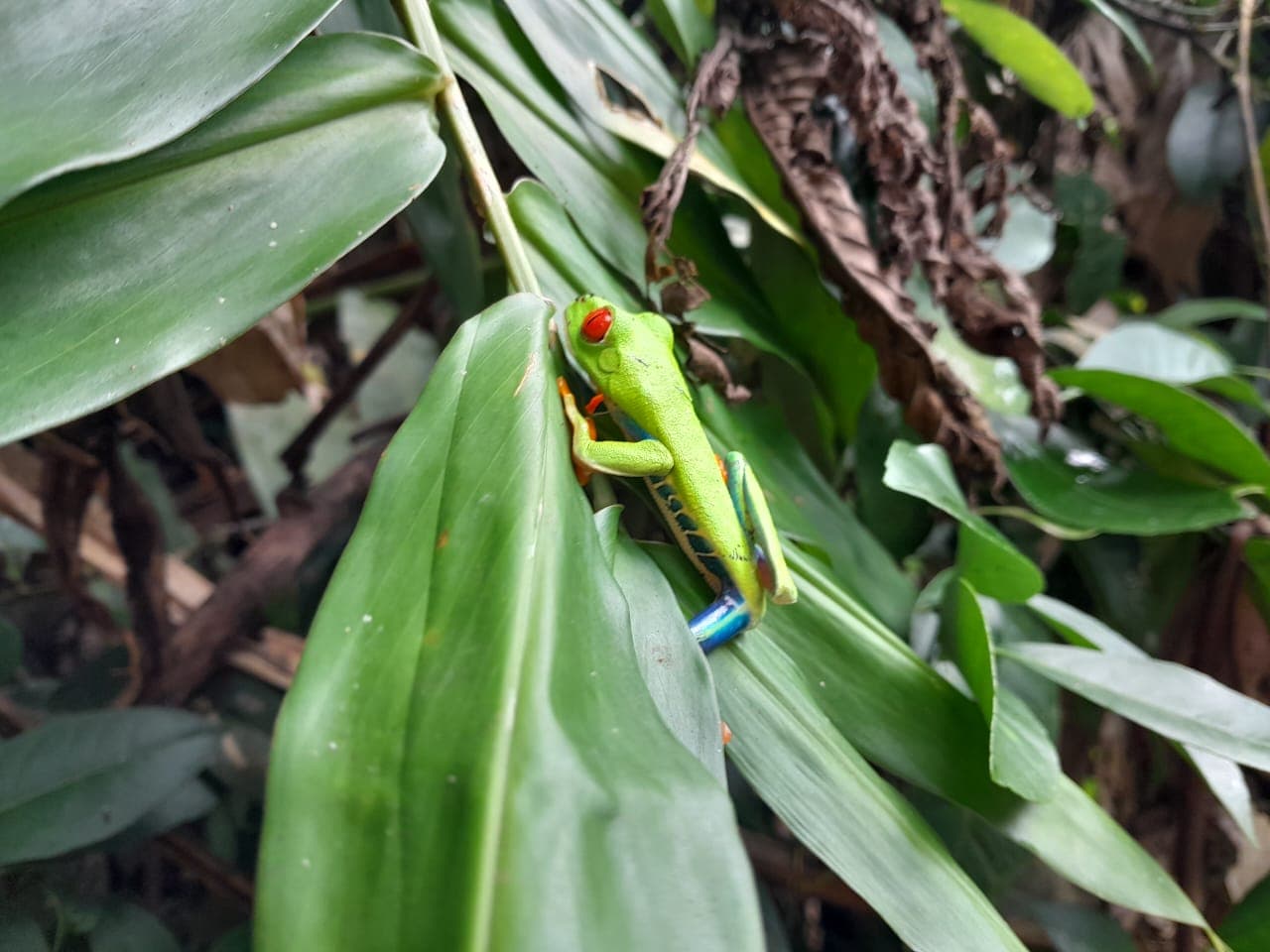 Red-Eyed Tree Frog photo