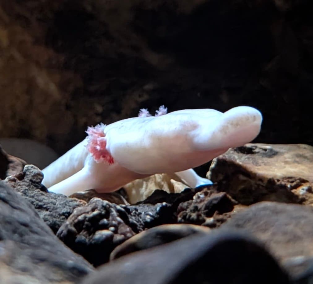 Olm