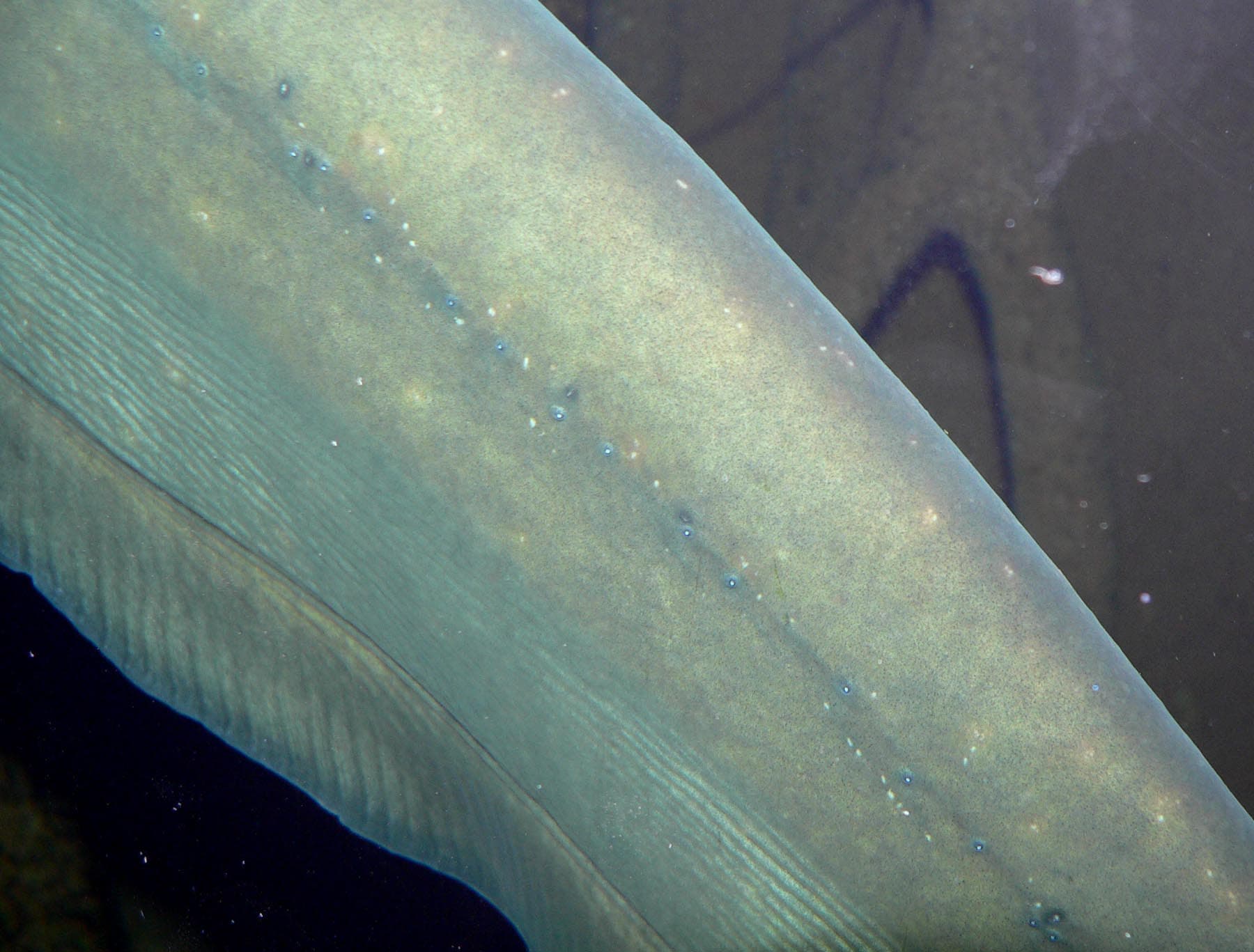 Electric Eel — photograph 3