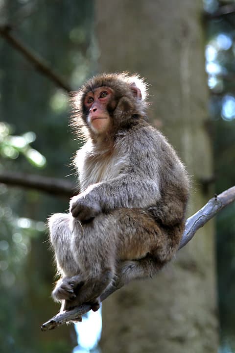 Japanese Macaque — photograph 2