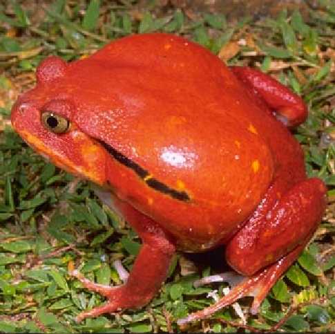 Grenouille tomate — photograph 2