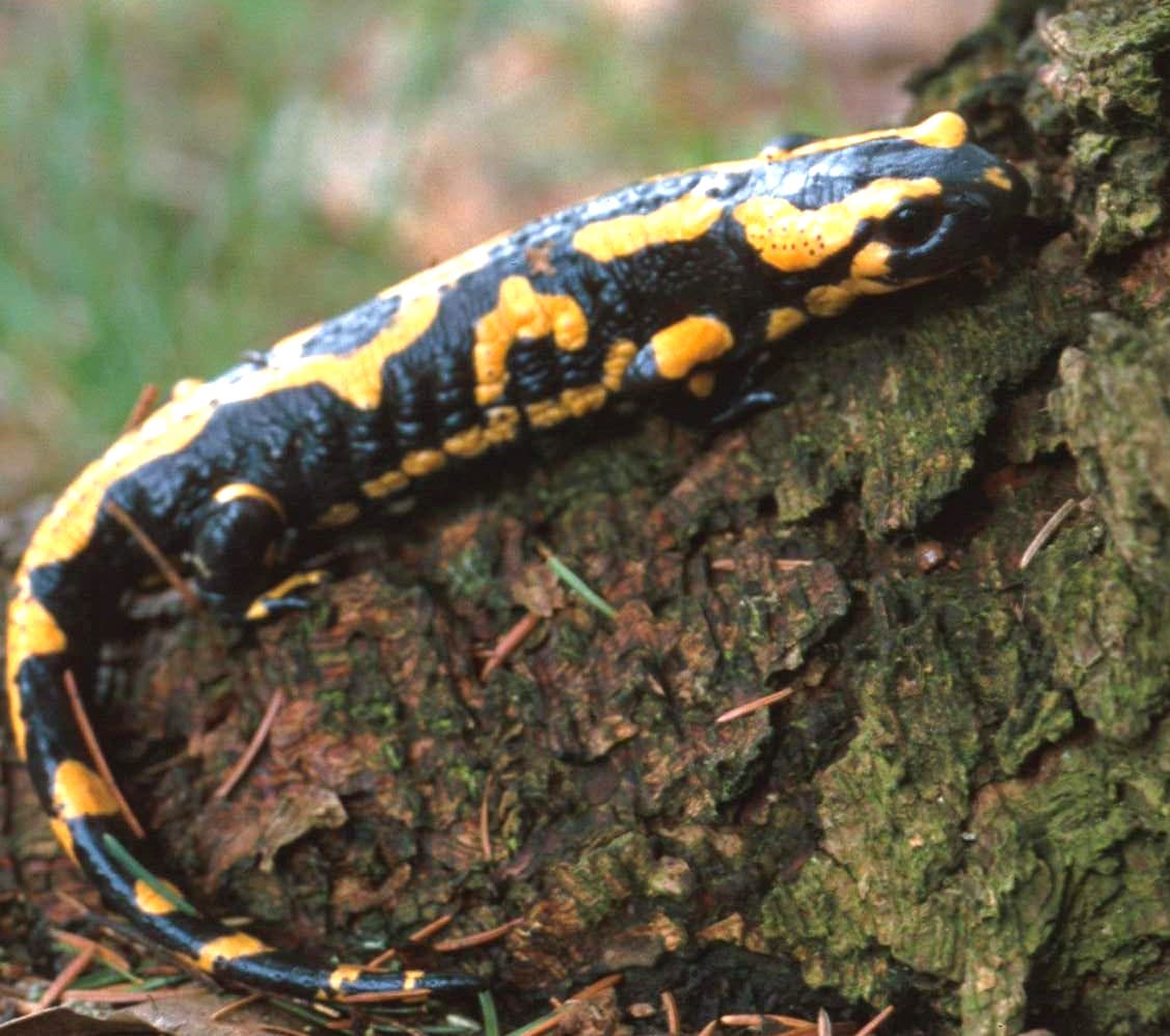 Fire Salamander — photograph 3