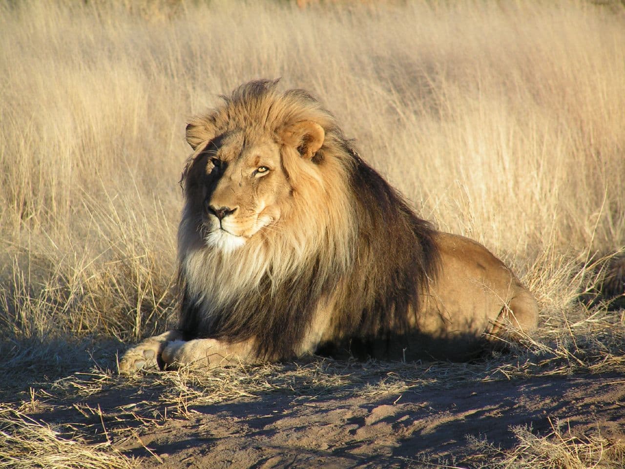 Lion — photograph 2