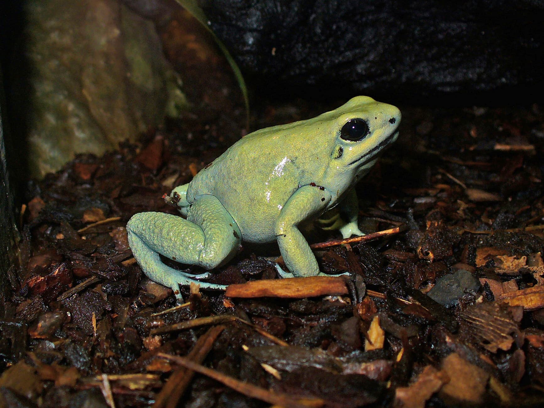 Golden Poison Frog photo