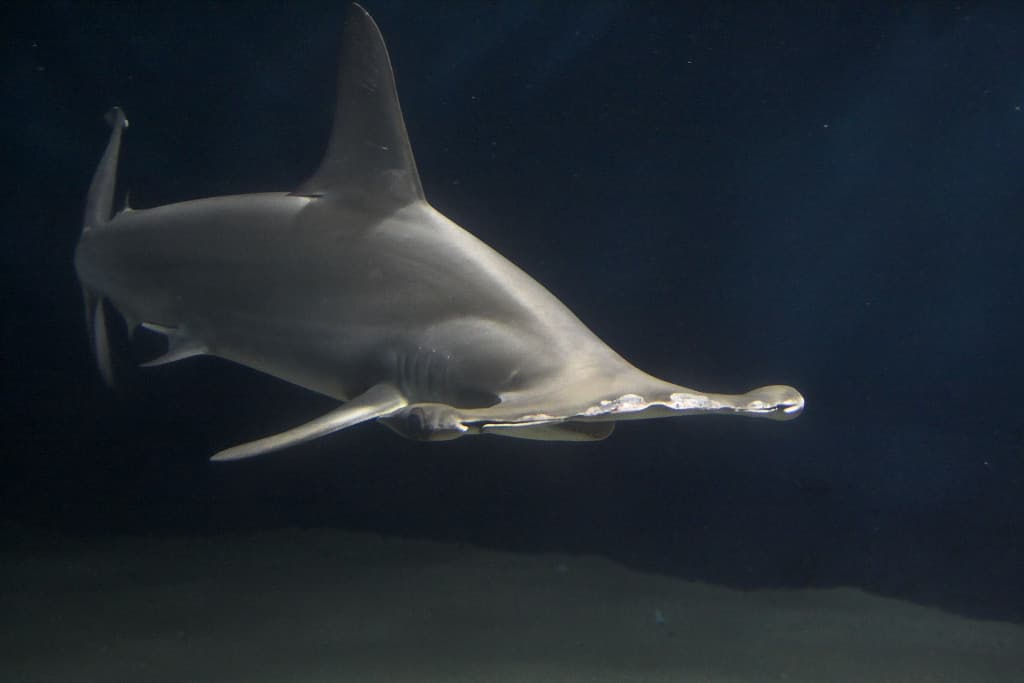 Scalloped Hammerhead Shark — photograph 3