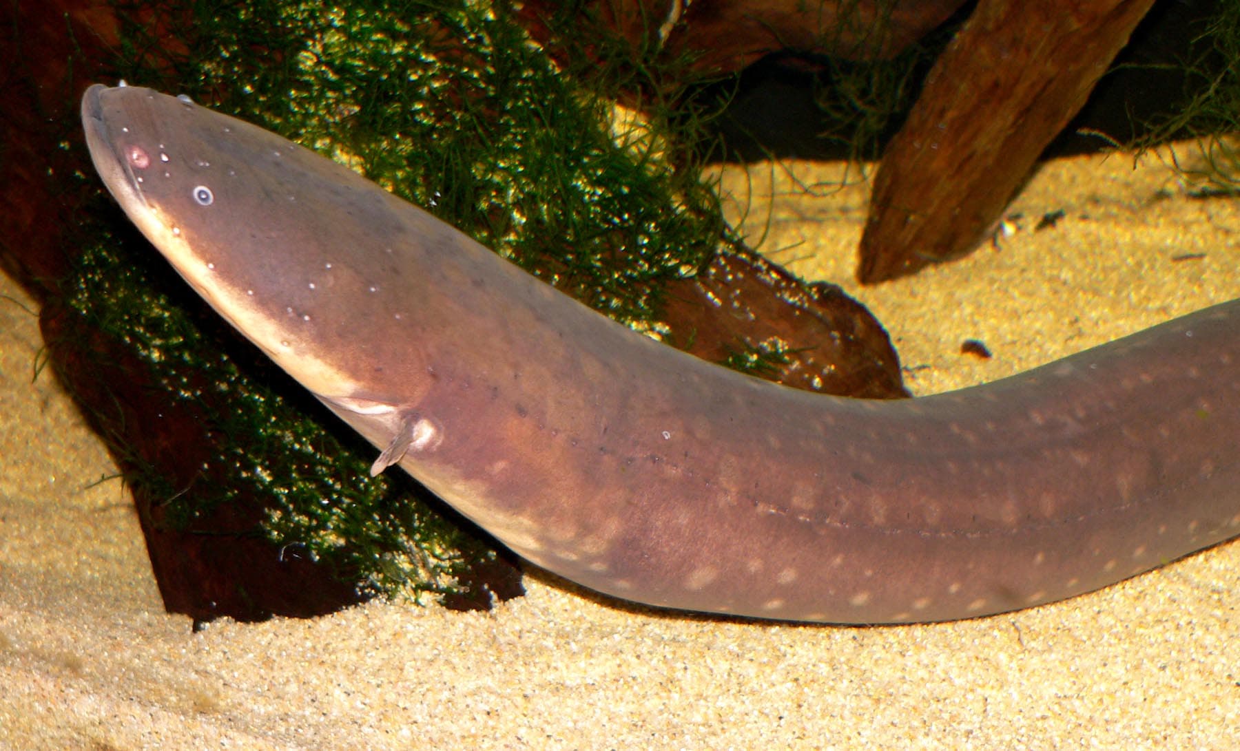 Electric Eel — photograph 2