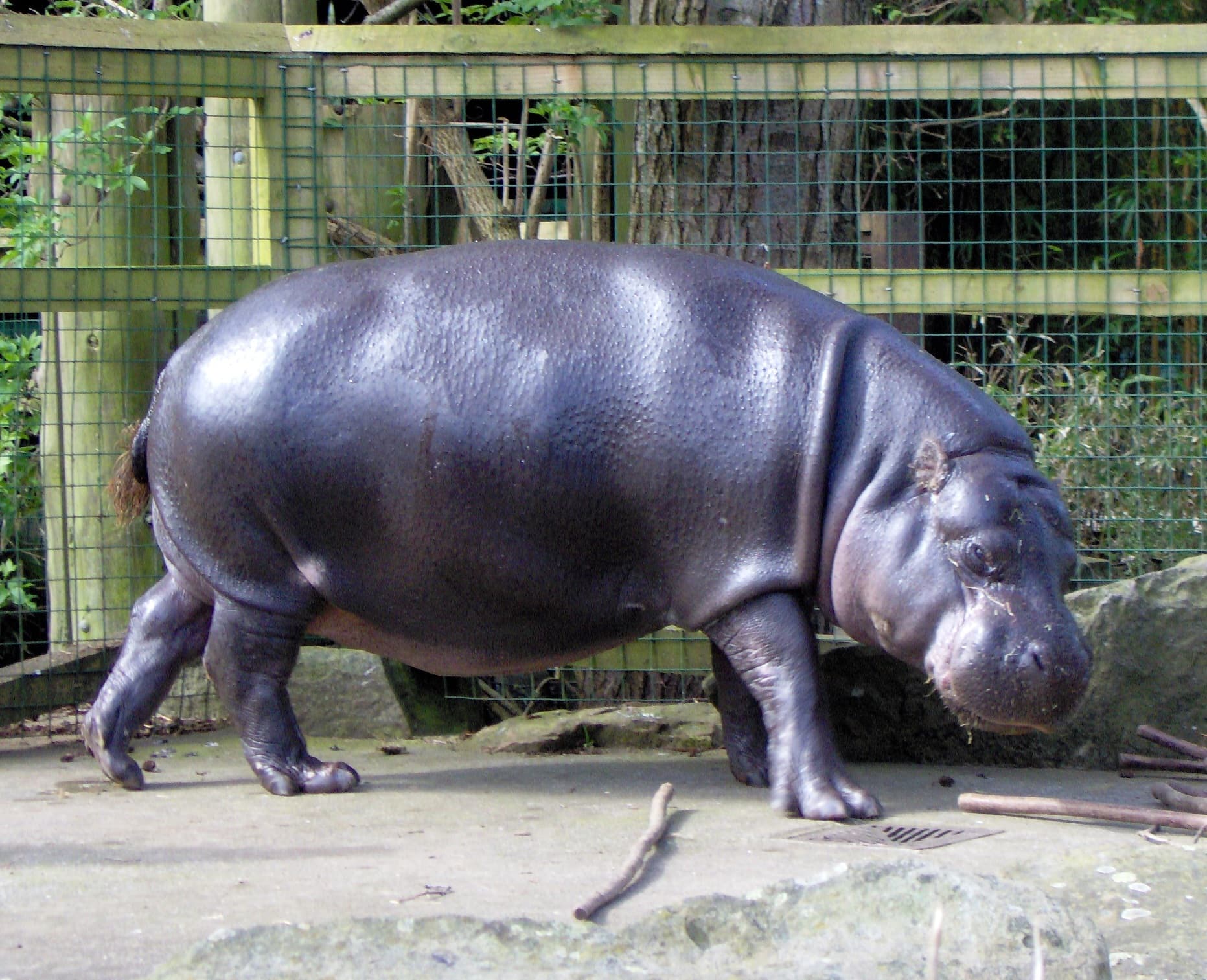 Pygmy Hippopotamus — photograph 2