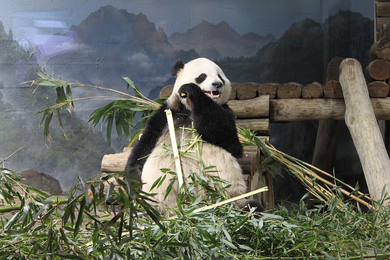 Giant Panda — photograph 2