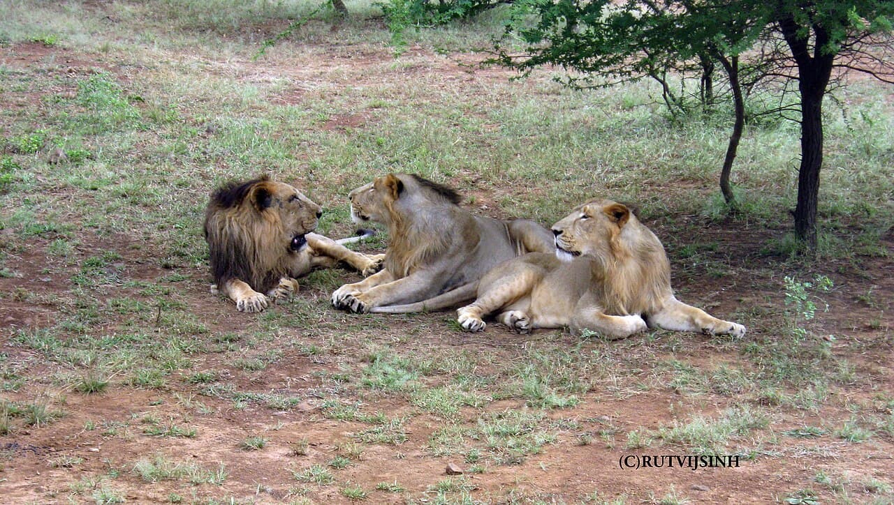 Lion — photograph 3