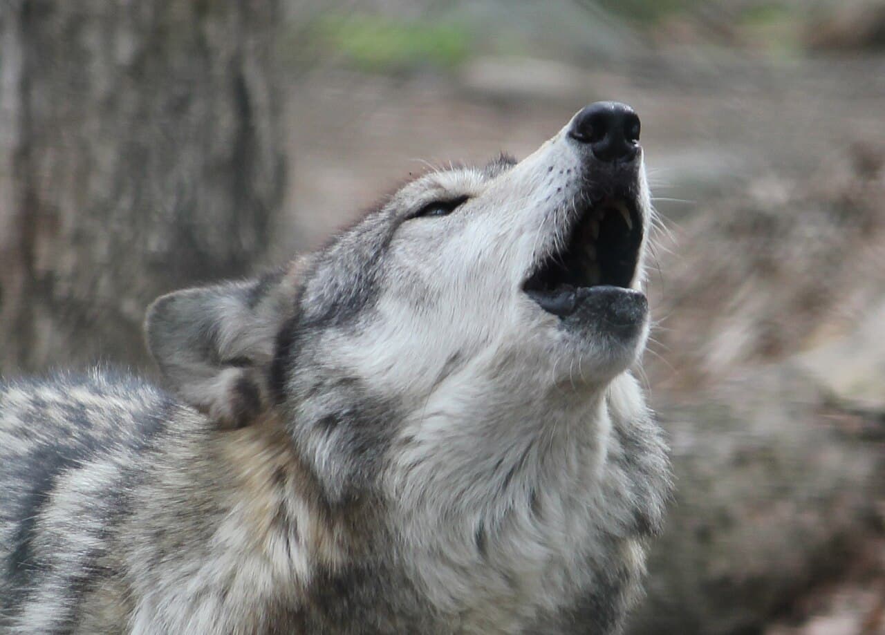 Gray Wolf — photograph 3