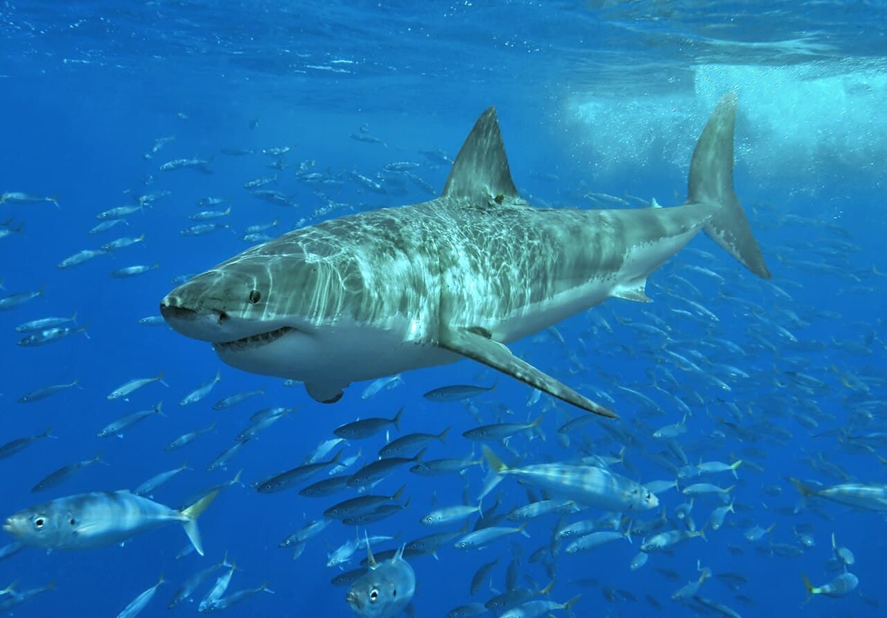 Great White Shark photo