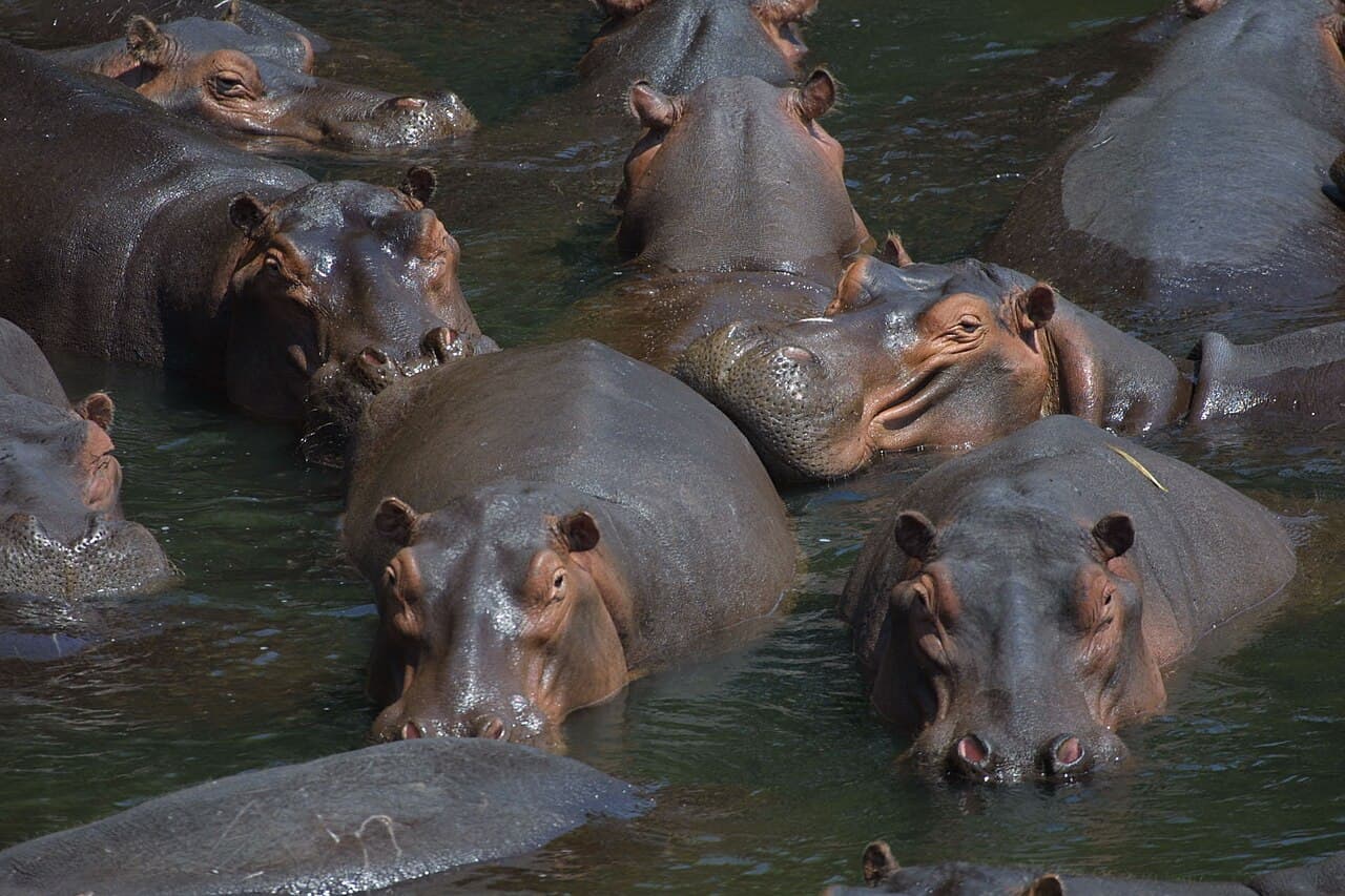 Common Hippopotamus — photograph 3