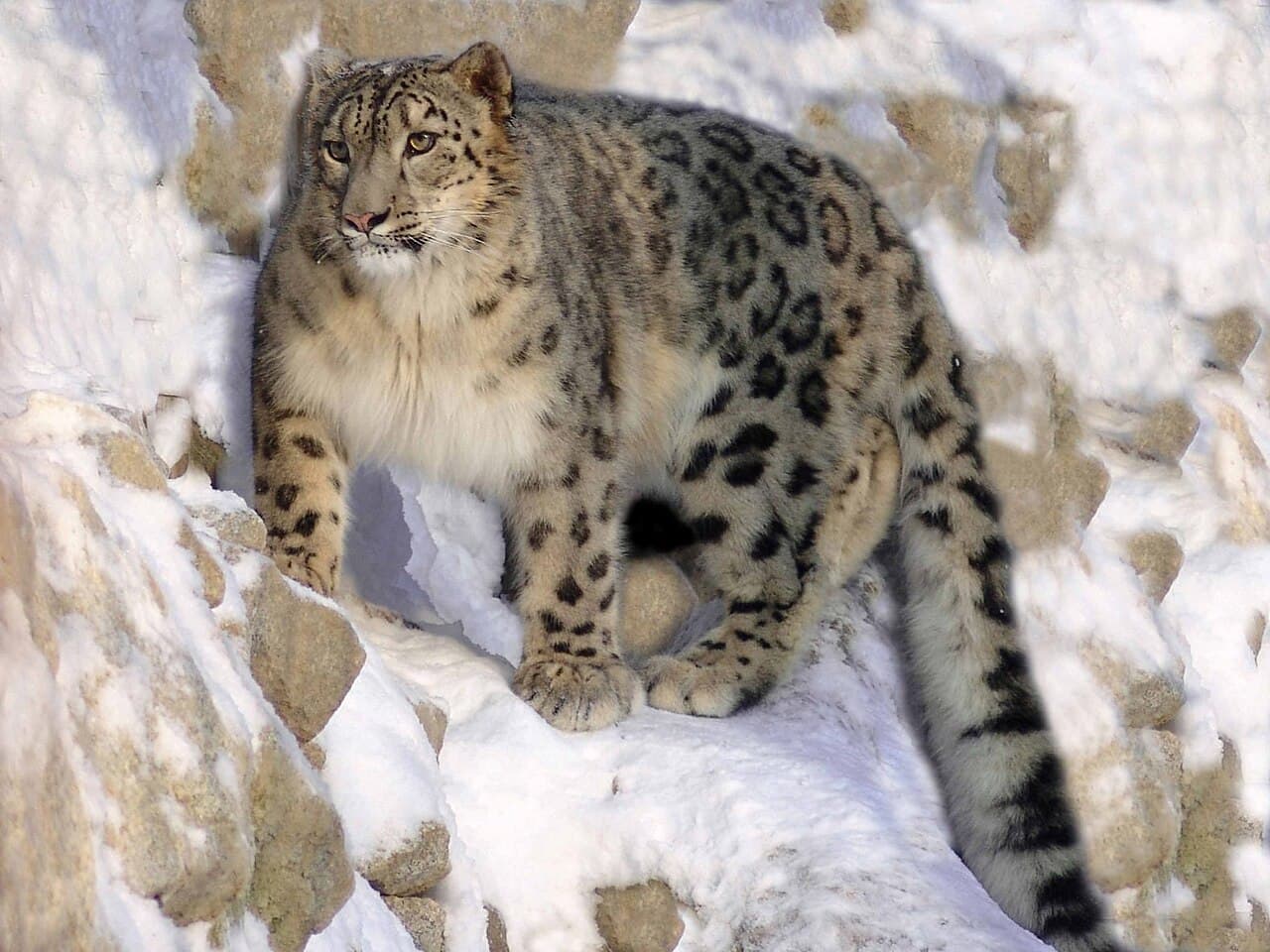Snow Leopard — real photograph in the wild