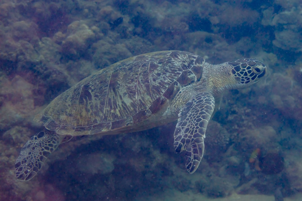 Tortue verte — Anilao, Philippines