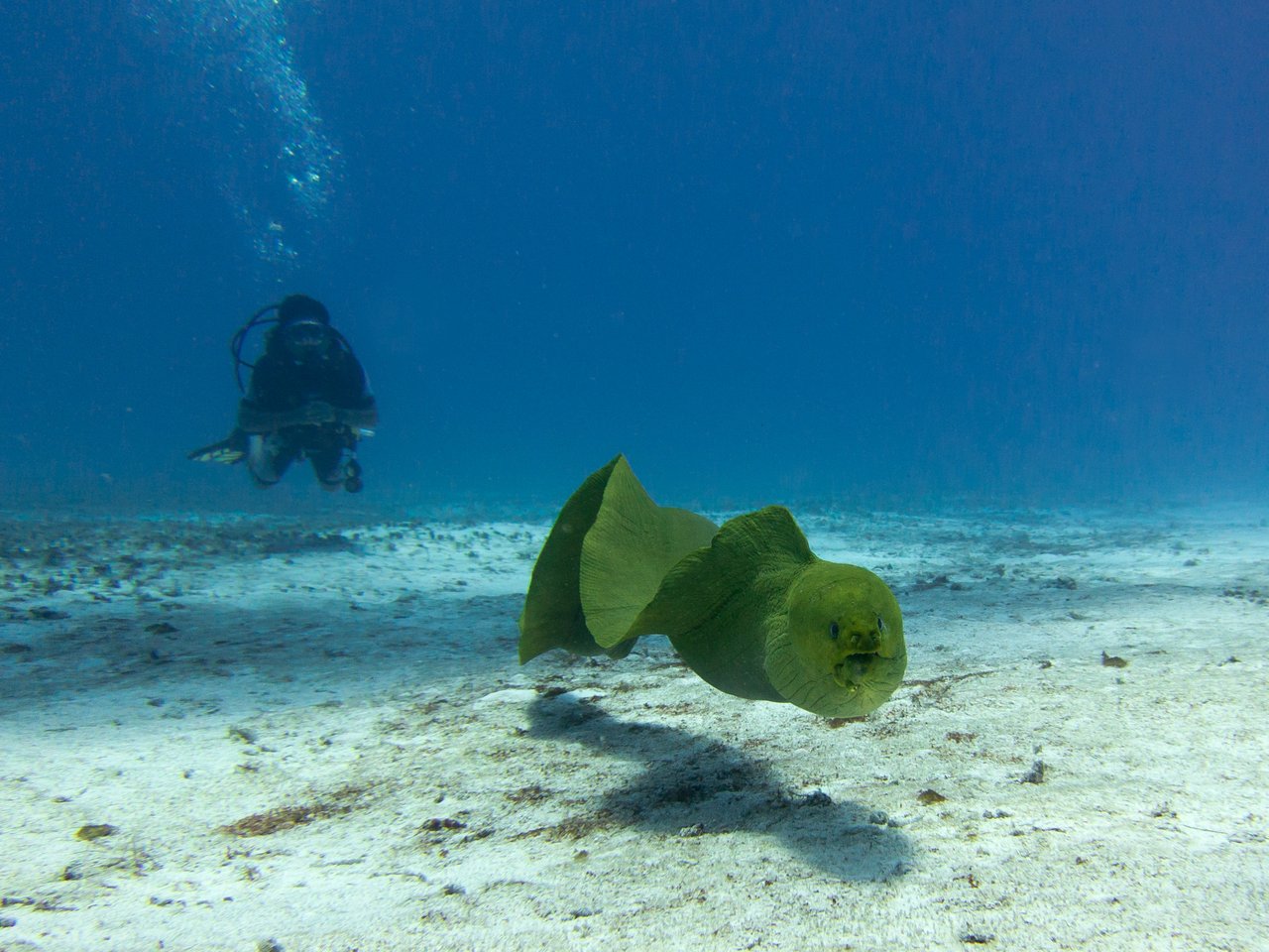 Murène verte — Cozumel, Mexique ; plongeur en arrière-plan