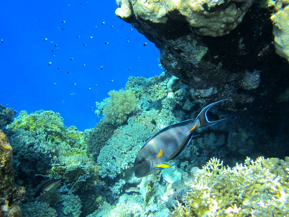 Poisson-chirurgien sohal — Mer Rouge, Égypte ; lieu précis non indiqué